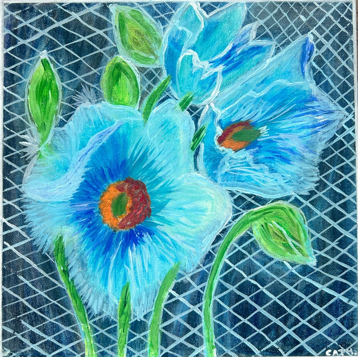 Les pavots de l’Himalaya